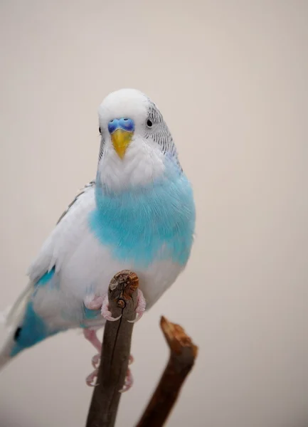 Budgerigar — Stock Photo, Image