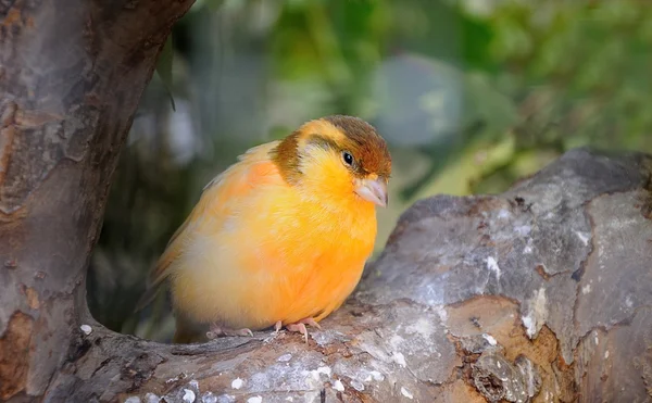 Pájaro canario en árbol — Foto de Stock