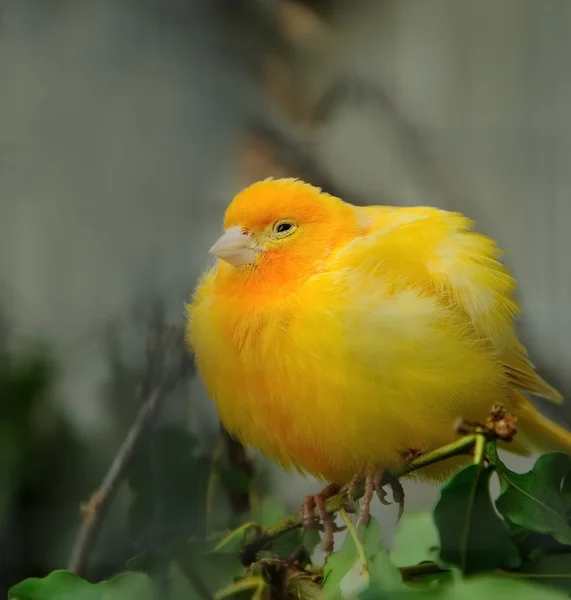 Sarı Kanarya kuş