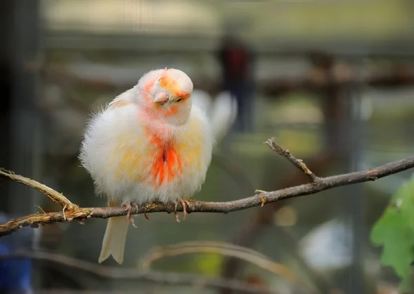 Kanarienvogel auf Baum — Stockfoto