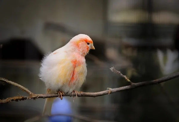 Pájaro canario en árbol —  Fotos de Stock