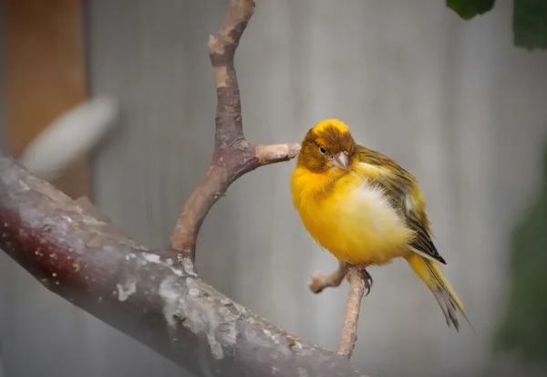 Gelb - brauner Kanarienvogel — Stockfoto