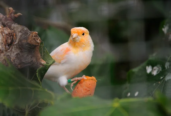 Kanarek ptaszek na drzewie — Zdjęcie stockowe