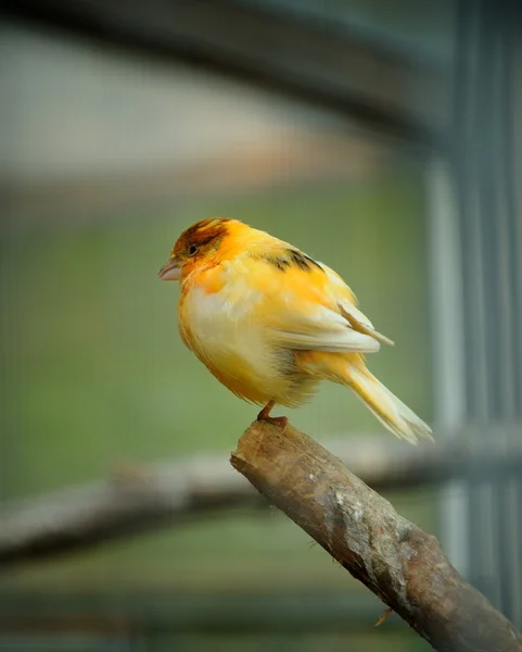 Kanarienvogel auf Baum lizenzfreie Stockbilder