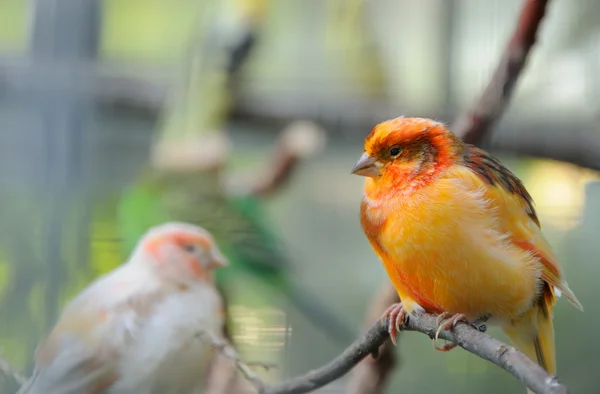 鳥小屋の 2 つのカナリア諸島 ストック画像