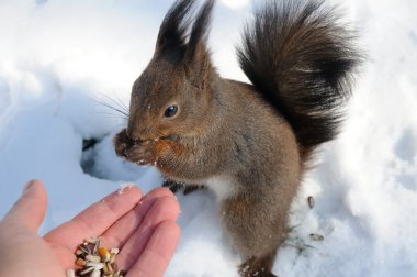 Sincap kar üzerinde oturur ve fındık çiğniyor
