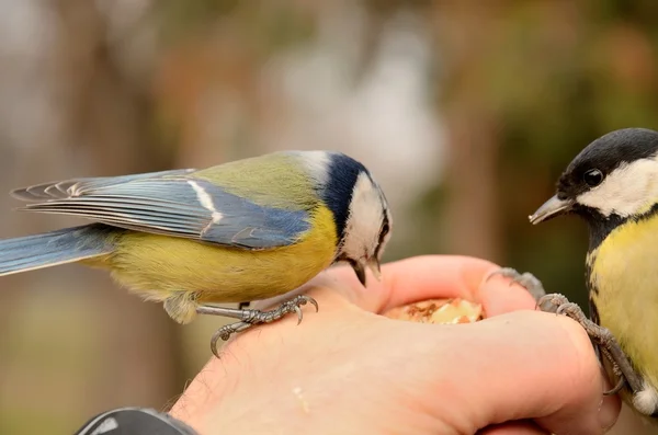 Azul e grande tit Cyanistes caeruleus parus major — Fotografia de Stock