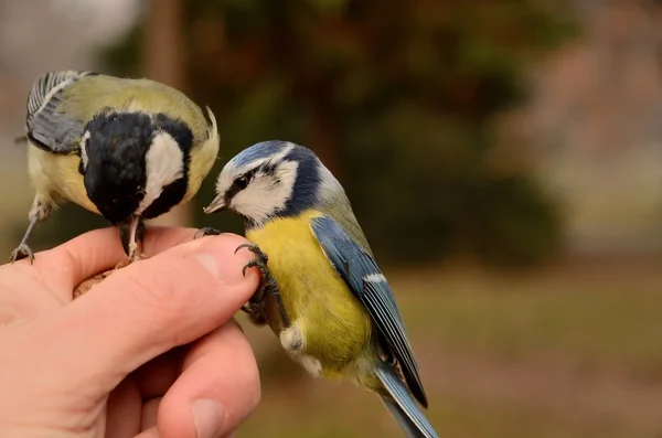 mavi ve büyük baştankara Cyanistes büyük parus caeruleus