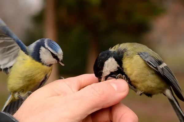 Azul e grande tit Cyanistes caeruleus parus major — Fotografia de Stock