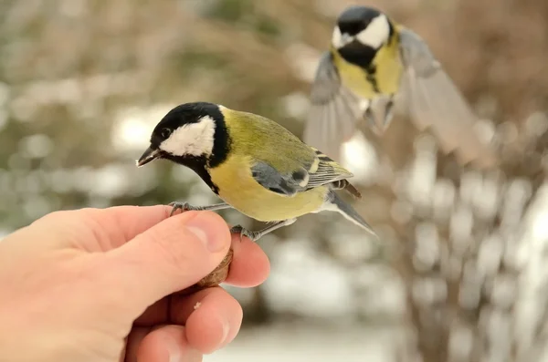 Grande tit Parus major senta-se na mão e come sementes — Fotografia de Stock