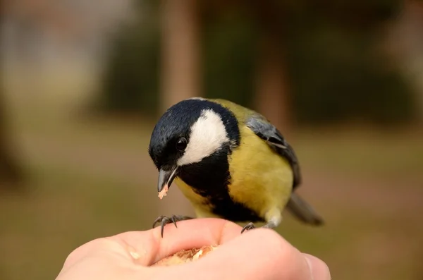 Grande tit Parus major senta-se na mão e come sementes — Fotografia de Stock