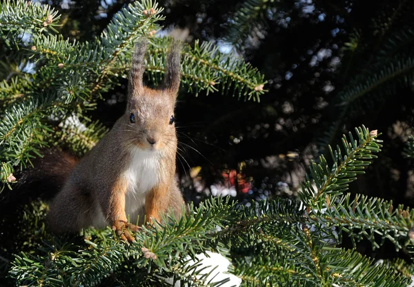 Eichhörnchen sitzt auf der Kiefer lizenzfreie Stockfotos