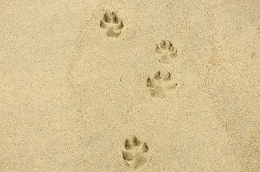 köpek merdiven ayak izleri bir