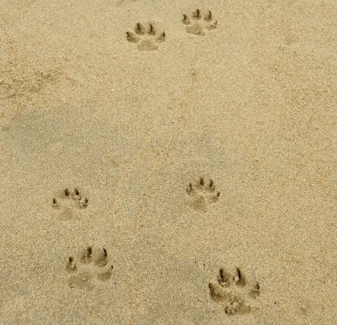 köpek merdiven ayak izleri bir