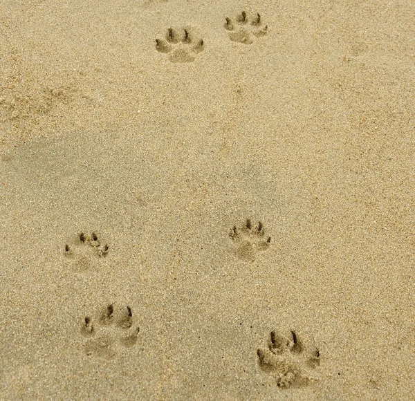 köpek merdiven ayak izleri bir