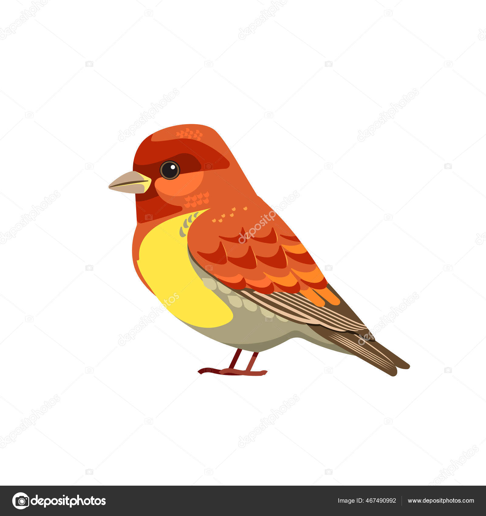 Домашний Вьюрок Птица Из Семейства Вьюрков Fringillidae.