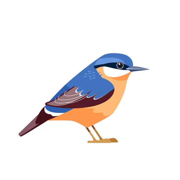 Euroasijské nuthatch nebo dřevo nuthatch, Sitta europaea je malý kolemjdoucí pták. Cartoon plochý krásný charakter pták ornitologie, vektorové ilustrace izolované na bílém pozadí — Stockový vektor