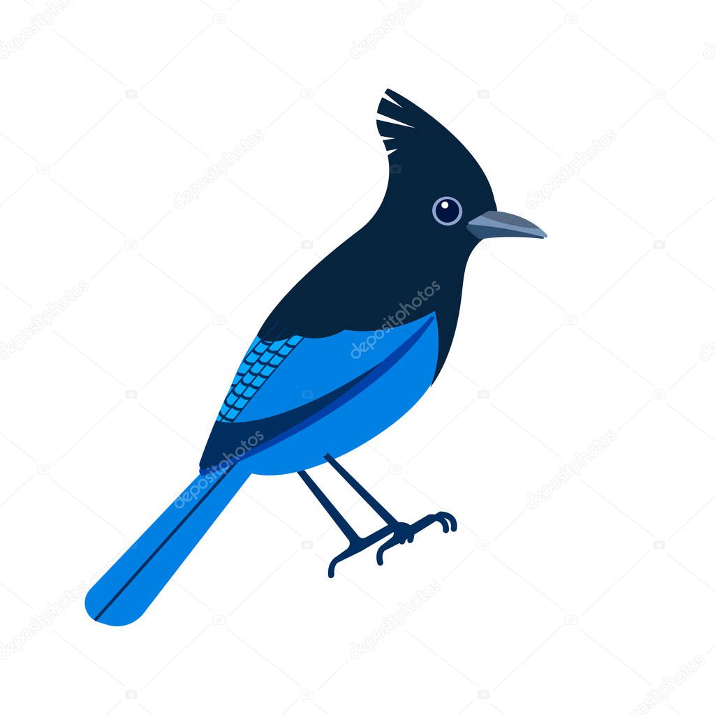 Stellers jay, Cyanocitta stelleri is a bird native to western North America. Blue bird Cartoon flat beautiful character of ornithology, vector illustration isolated on white background