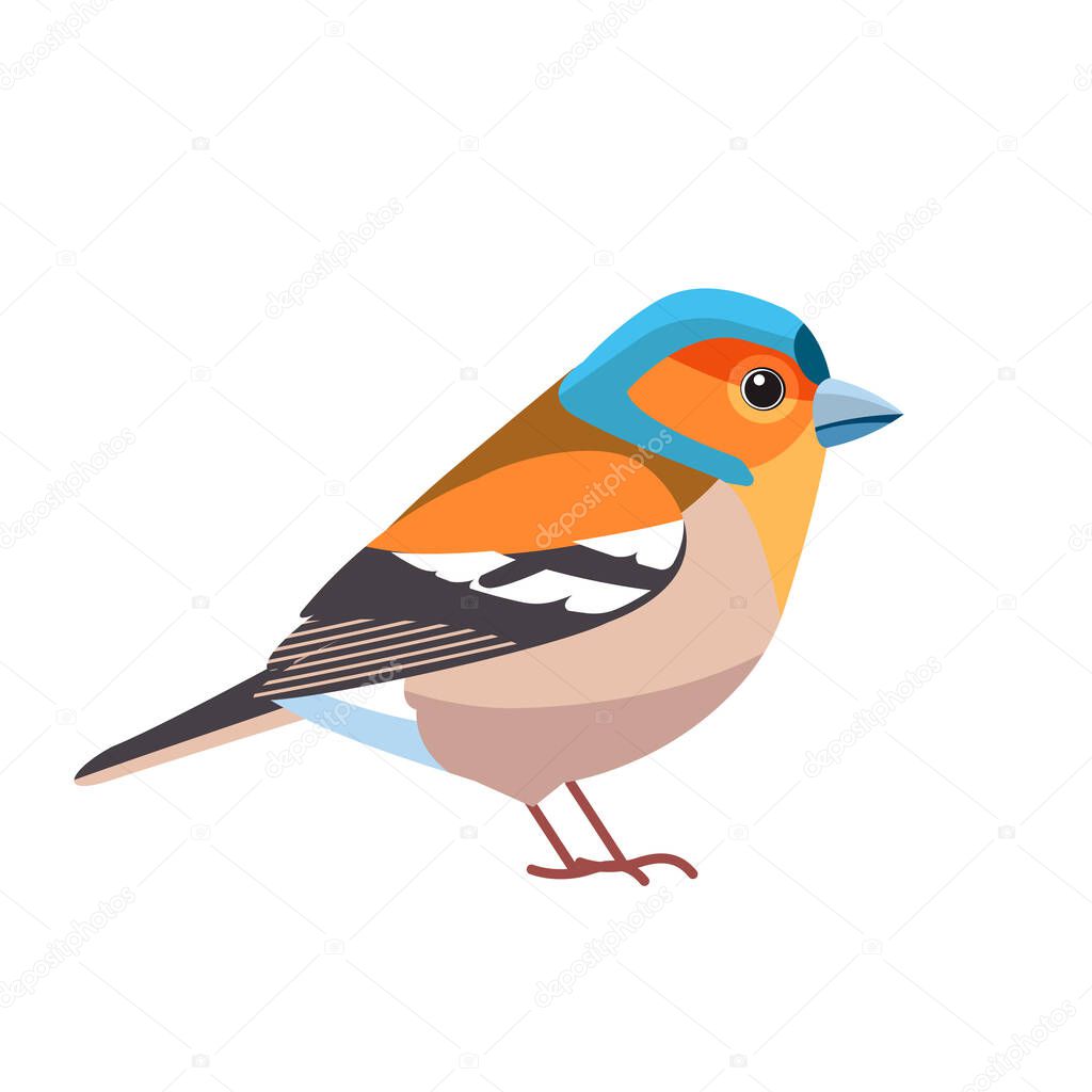Chaffinch. Scientific name: Fringilla coelebs. Common chaffinch bird in the finch family Cartoon flat style beautiful character of ornithology, vector illustration isolated on white background