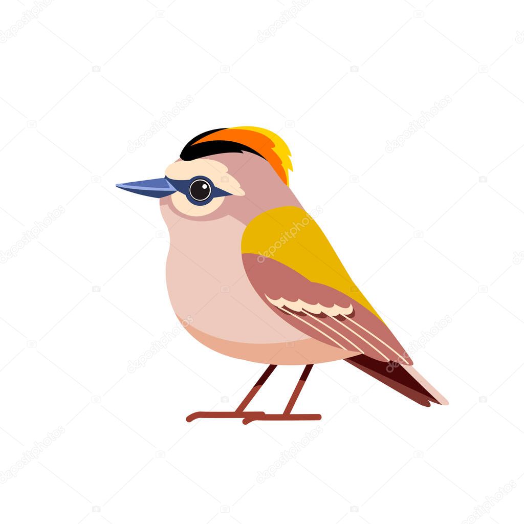 Goldcrest is a very small passerine bird in the kinglet family. Tiny bird Cartoon flat style beautiful character of ornithology, vector illustration isolated on white background