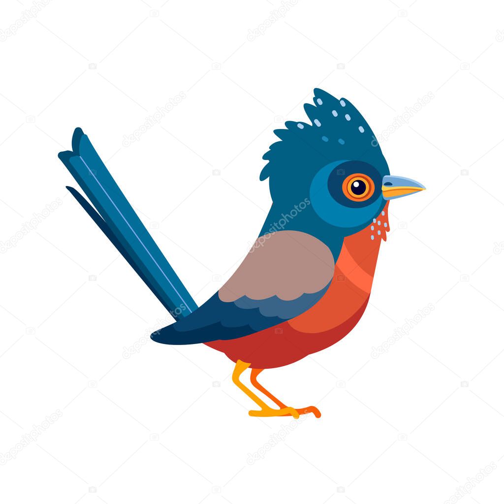 Dartford warbler birds is a typical warbler from the warmer parts of western Europe. Scientific name: Curruca UNdata. Cartoon flat style beautiful character of ornithology, vector illustration