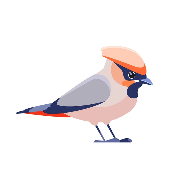 Bombycilla garrulus is een zangvogel uit de familie Bombycillidae. Waxwing vogel Cartoon plat karakter van ornithologie, vector illustratie geïsoleerd op witte achtergrond — Stockvector