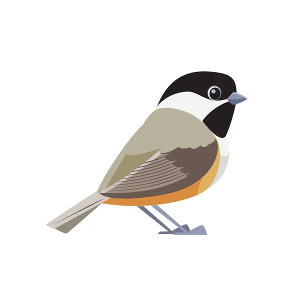 Black-capped chickadee is a small, songbird. It is a passerine bird in the tit family. Cartoon flat style beautiful character of ornithology, vector illustration isolated on white background — Stockový vektor