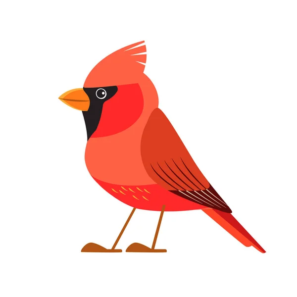 Northern cardinal is a bird in the genus Cardinalis, it is also known as the redbird. Songbird Cartoon flat style beautiful character of ornithology, vector illustration isolated on white background — Stockový vektor