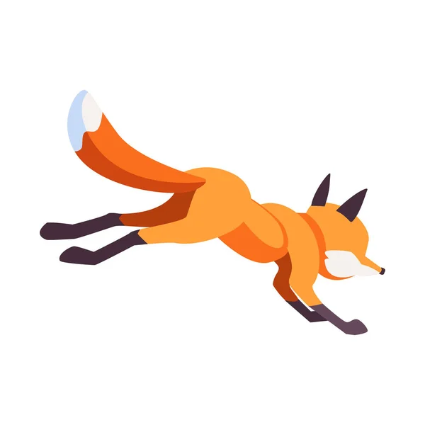 Cartoon Fox huye del espectador. Ilustración vectorial aislada sobre fondo blanco — Vector de stock