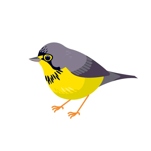Canada warbler - це маленький реальний птах з родини парулідових з Нового Світу. Картонний стиль красивий характер орнітології, векторна ілюстрація ізольована на білому тлі — стоковий вектор