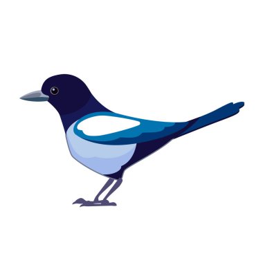 Saksağanlar Corvidae familyasının kuşlarıdır. Kuş çizgi filmi düz stil ornitolojinin güzel karakteri, beyaz arkaplanda izole edilmiş vektör çizimi