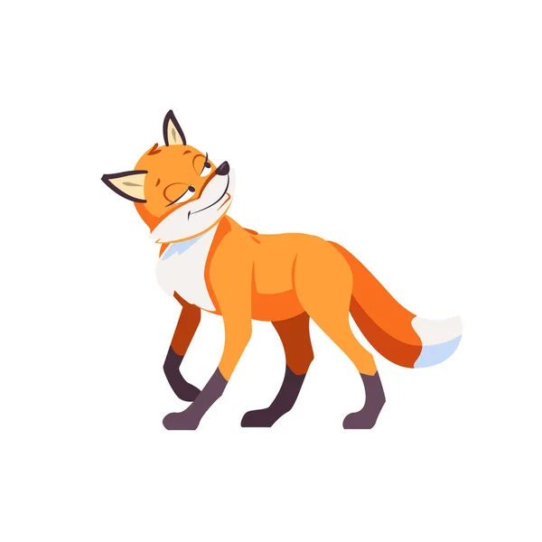 Sly Fox smiling ponders a plan of deception. Cartoon Vector illustration isolated on white background — Stock Vector