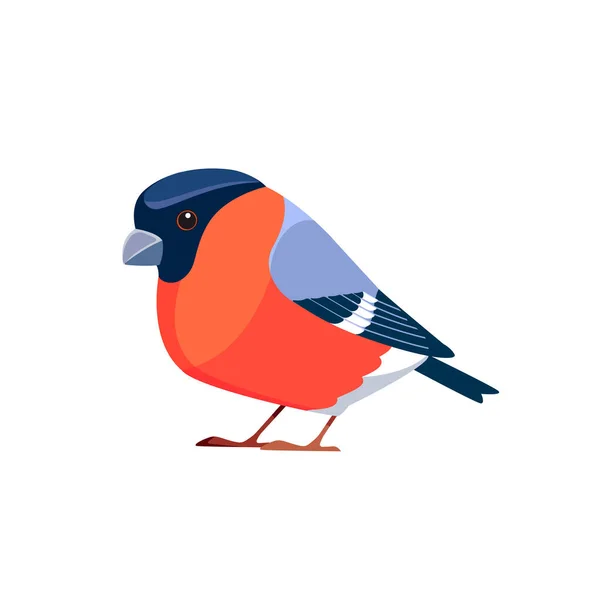 Bullfinch é uma ave passeriforme da família Fringillidae. Pirrrhula pyrrhula. Pássaro Desenhos animados estilo plano belo caráter de ornitologia, ilustração vetorial isolado no fundo branco.. —  Vetores de Stock