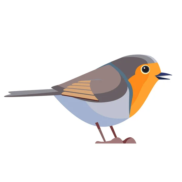 Ευρωπαϊκή Robin είναι ένα μικρό εντομοφάγος passerine πουλί που ανήκει στην οικογένεια flycatcher chat υποοικογένεια. Bird Cartoon επίπεδη στυλ όμορφο χαρακτήρα της ορνιθολογίας, διανυσματική απεικόνιση απομονωμένη. — Διανυσματικό Αρχείο