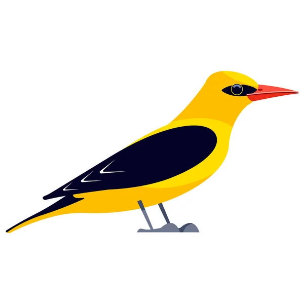 Gul oriol är en förbipasserande fågel i familjen Icteridae. Bird Cartoon platt stil vacker karaktär av ornitologi, v vektor illustration isolerad på vit — Stock vektor