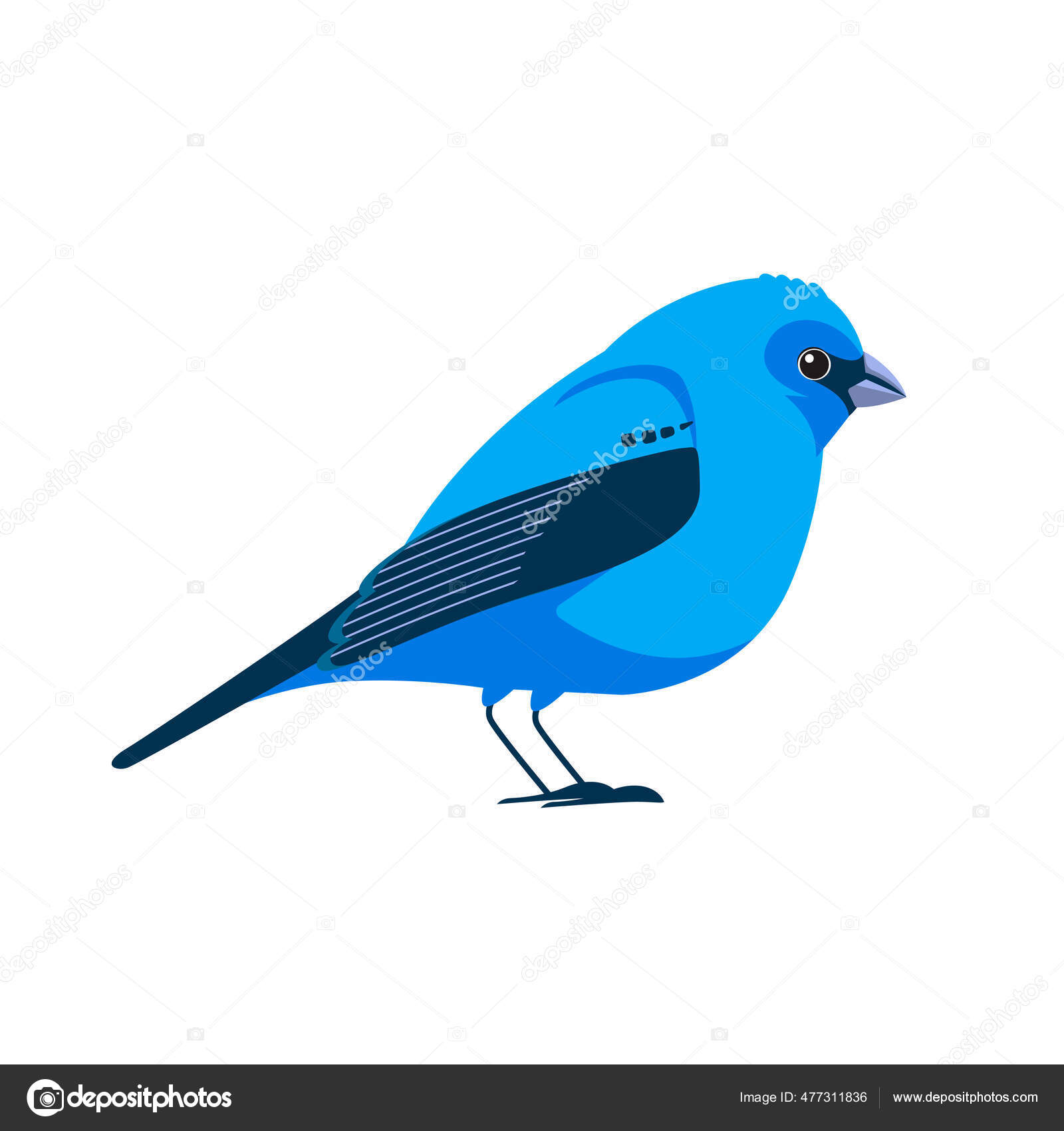 Indigo bunting es una especie de ave paseriforme de la familia  Cardinalidae. Pájaro azul de dibujos animados de estilo plano hermoso  carácter de la ornitología, ilustración vectorial aislado en blanco Vector  de, image size:1600x1700