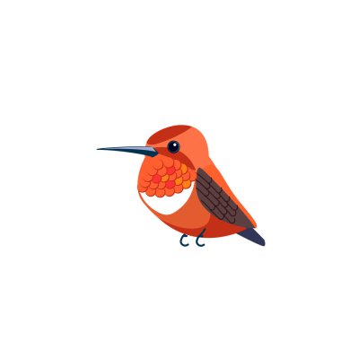 Rufous Hummingbird, Selasphorus cinsindeki yedi türden biridir. Turuncu küçük kuş çizgi film düz stil Ornitolojinin güzel karakteri, vektör çizimi beyaz üzerine izole edilmiş