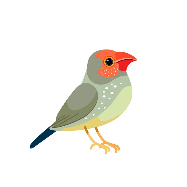 Le pinsons étoilés est un oiseau du groupe des Neochmia de la famille des astrilder. Petit oiseau Cartoon style plat beau caractère de l'ornithologie, illustration vectorielle isolé sur blanc — Image vectorielle