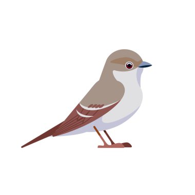 Gri sinekkapan, zorba sinekkapan ailesinde küçük bir böcek avcısı. Yoldan geçen Kuş Çizgi Filmi düz stil Ornitoloji 'nin güzel karakteri, beyaz üzerine izole edilmiş vektör çizimi