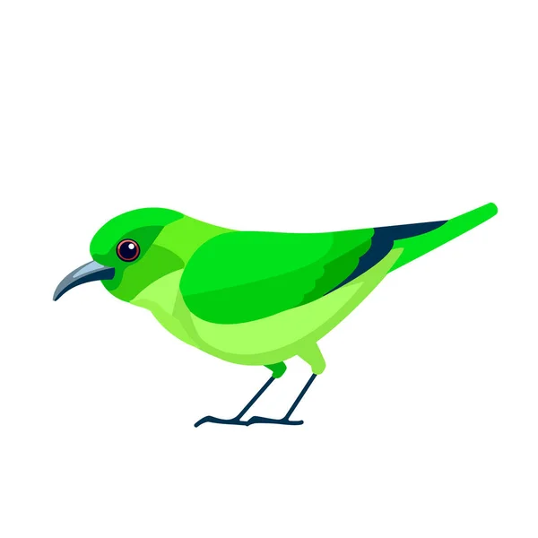 Zelený medovlasý ptáček je malý ptáček v rodině tanagerů. Chlorofanes spiza. Exotická modrá Pták Kreslený plochý styl krásný charakter ornitologie, vektorové ilustrace izolované na bílém — Stockový vektor