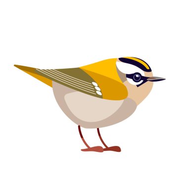 Firecrest veya Goldcrest, Kinglet familyasından çok küçük bir kuş türü. En küçük kuş çizgi filmi düz vektör çizimi beyaz arkaplanda izole edildi