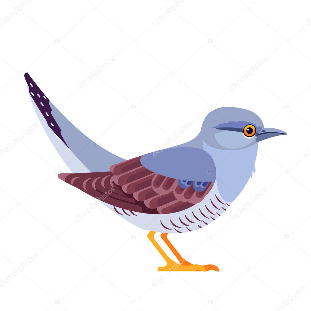 Common cuckoo is a member of the cuckoo order of birds, Cuculiformes. Bird Cartoon flat style beautiful character of ornithology, vector illustration isolated on white