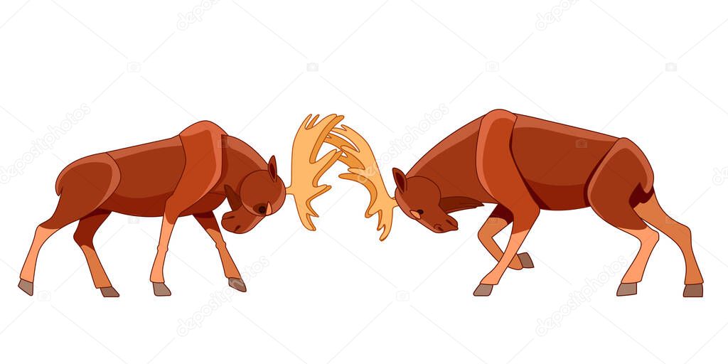 Two bull moose or elk fighting. Wildlife scene. Cartoon character vector flat style illustration isolated on white background