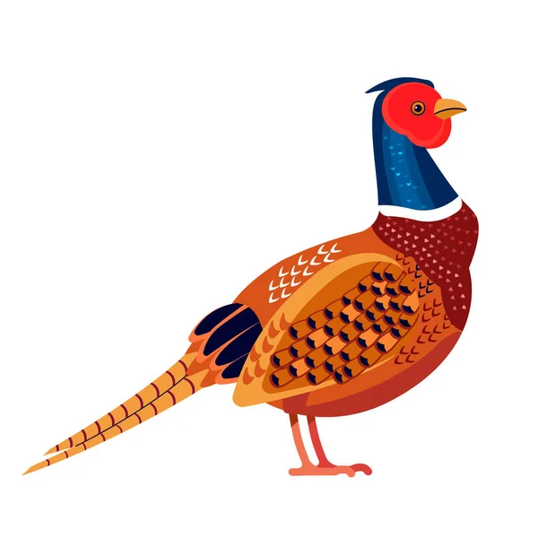 Pheasant is a bird in the family Phasianidae. Phasianus colchicus. Ring necked pheasant Bird Cartoon flat vector illustration isolated on white background — Stock Vector