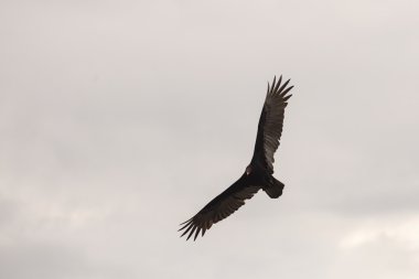 Kartal siluet fırtına bulutu karşı