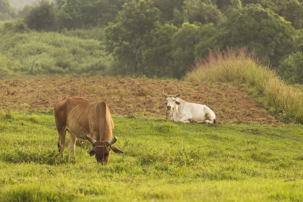 Krowa w krainie wakacje na Kubie — Zdjęcie stockowe