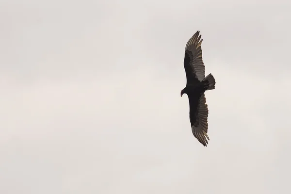 Eagle silhouette against storm cloud — Stock Photo, Image