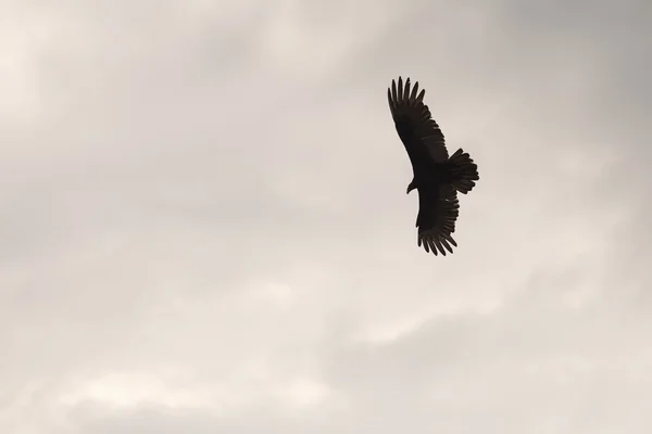 Αετός Σκιαγραφία ενάντια καταιγίδα σύννεφο — Φωτογραφία Αρχείου