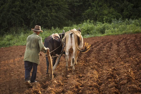 A peasant works the soil with a wooden plough pulled by two oxes