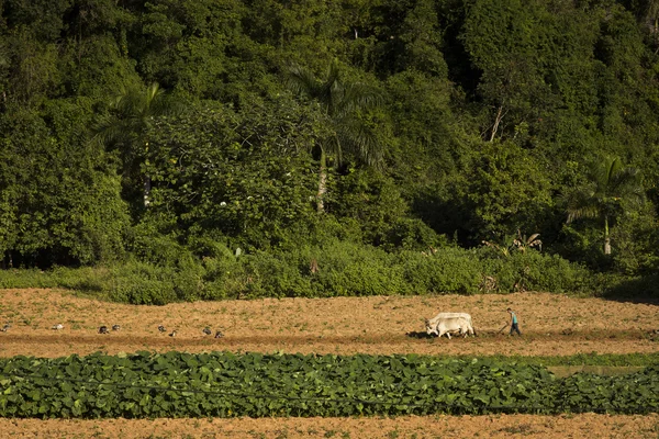 Un contadino lavora il terreno con un aratro di legno trainato da due merli — Foto Stock